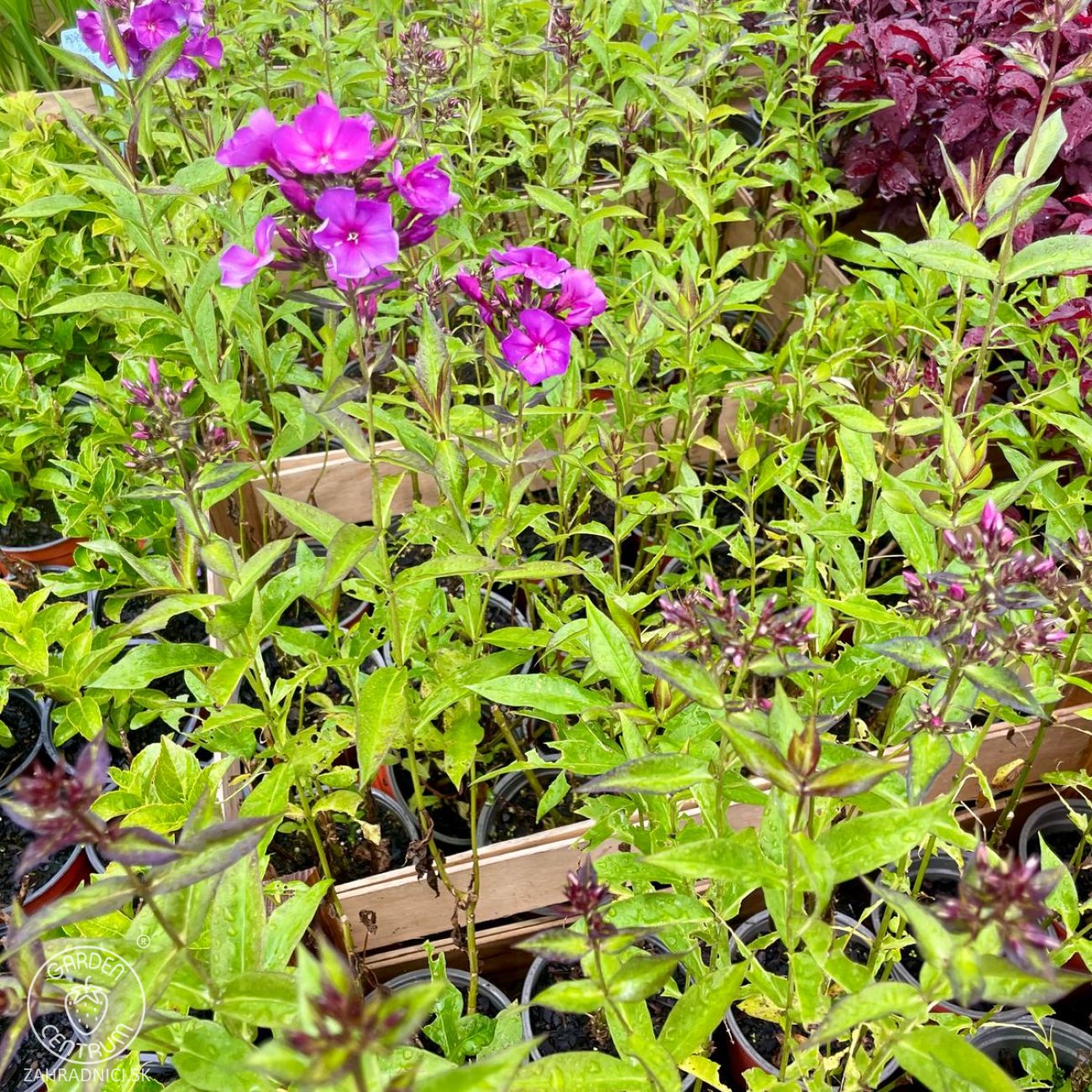 Obrázok Flox metlinatý (Phlox paniculata) 'Sweet Summer Fragrance'® - kont. C1L